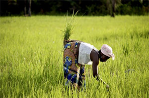 Agriculture Sector